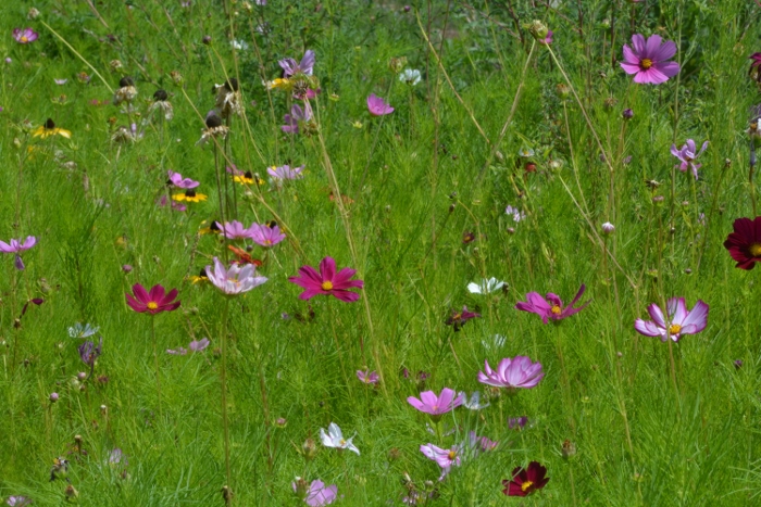 wildflowers in a garden